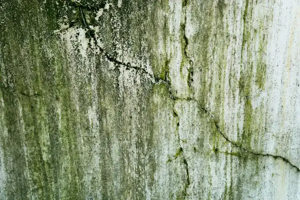 Our Journey in Mold Mitigation